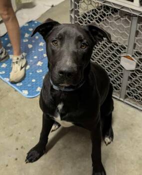 Rescue Black Labrador Retriever Dogs for Adoption in Farmington, Missouri - Oscar | PetCurious