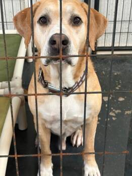 Jack -  Labrador Retriever Dog for Adoption in St. Augustine, Florida - Jack | PetCurious