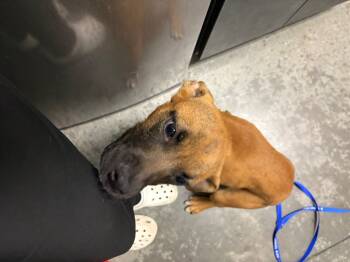 Rescue Mixed Breed Dogs for Adoption in Henderson, North Carolina - Melody | PetCurious