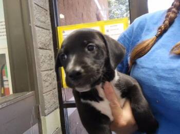PADDLE -  Pit Bull Terrier and Mixed Breed Dog for Adoption in Tulsa, Oklahoma - PADDLE | PetCurious