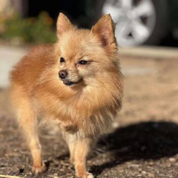 Pomeranian and Miniature Pinscher Dogs Available for Adoption - Gizmo | PetCurious