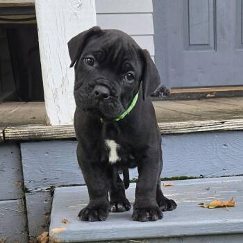 Acadia -  Cane Corso and Pit Bull Terrier Dog for Adoption - Acadia | PetCurious
