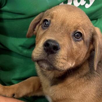 Yellow Labrador Retriever and Shepherd Dogs Available for Adoption in Kansas City, Missouri - Yogi | PetCurious