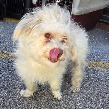 Juicy Fruit -  Mixed Breed Dog Available for Adoption in Oak Brook, Illinois - Juicy Fruit | PetCurious