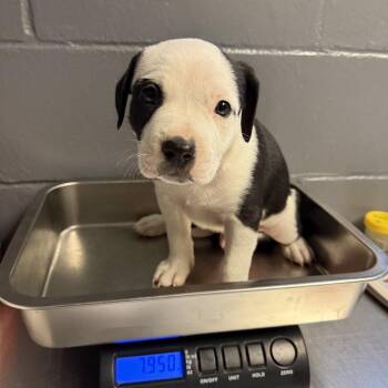 TUSC-Stray-84797_2_3_4 -  Labrador Retriever and Pit Bull Terrier Dog for Adoption in Tuscaloosa, Alabama - TUSC-Stray-84797_2_3_4 | PetCurious