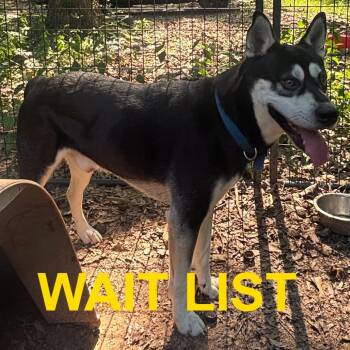 Rascal -  Husky and Mixed Breed Dog for Adoption in Livingston, Texas - Rascal | PetCurious