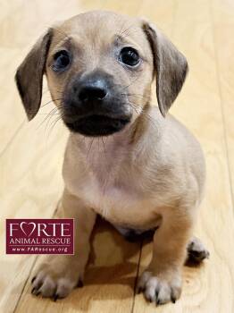 Dachshund Dogs Available for Adoption - Lorenzo | PetCurious