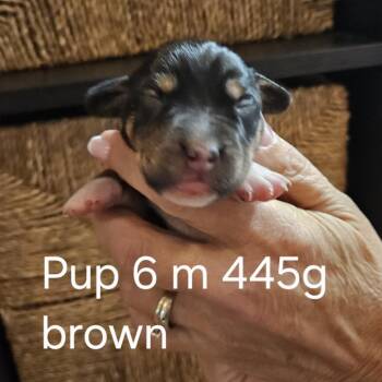 Pippi Pup Bjorn -  Hound and Mixed Breed Dog for Adoption in Fairfax Station, Virginia - Pippi Pup Bjorn | PetCurious