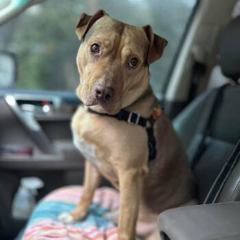 Pit Bull Terrier Dogs Available for Adoption - Birch | PetCurious