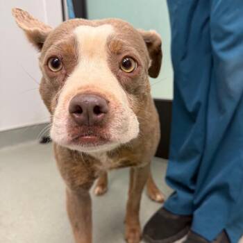 Pit Bull Terrier Dogs Available for Adoption in Abilene, Texas - Sam | PetCurious
