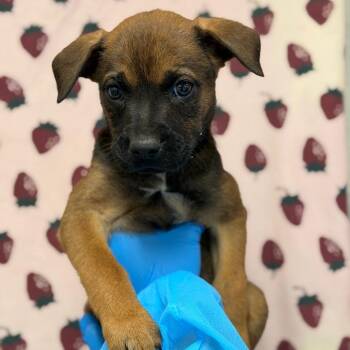 Sherlock Bones -  Shepherd and Mixed Breed Dog for Adoption in San Antonio, Texas - Sherlock Bones | PetCurious