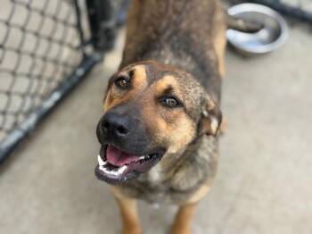 German Shepherd Dog Dogs Available for Adoption in Tulsa, Oklahoma - NUNA | PetCurious