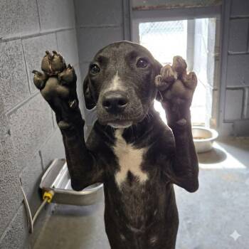 Space Moth -  Dachshund and Mixed Breed Dog for Adoption in Austin, Texas - Space Moth | PetCurious