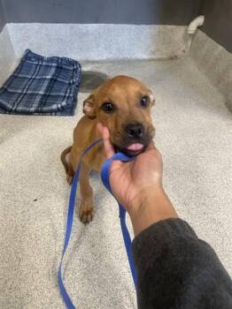 Plott Hound and Pit Bull Terrier Dogs Available for Adoption in Tallahassee, Florida - GLUEBERT | PetCurious