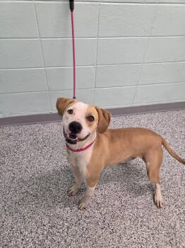 Terrier Dogs Available for Adoption in Athens, Tennessee - Fizz | PetCurious