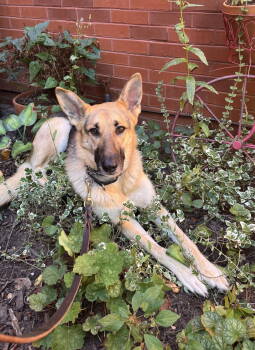 Rescue German Shepherd Dog Dogs for Adoption in Centreville, Virginia - Queenie 6888 | PetCurious
