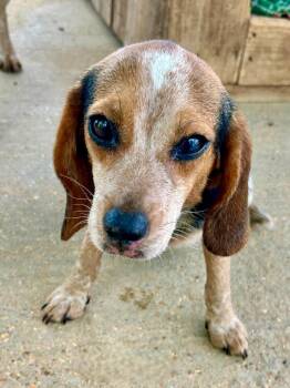 Beagle Dogs Available for Adoption in Dunnellon, Florida - Fox | PetCurious