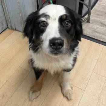 Australian Shepherd Dogs Available for Adoption in Spokane, Washington - Rebel   SPWA-Stray-147477 | PetCurious