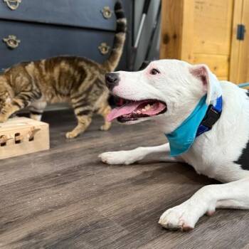 Pax Cutie Guy -  American Staffordshire Terrier and Pit Bull Terrier Dog for Adoption in Friendswood, Texas - Pax Cutie Guy | PetCurious
