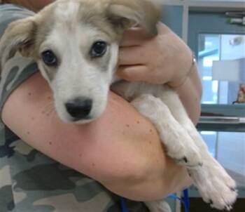 A476149 -  Australian Shepherd Dog for Adoption in Oklahoma City, Oklahoma - A476149 | PetCurious