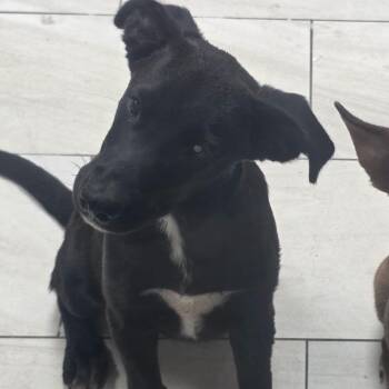 Peacock -  Labrador Retriever Dog for Adoption in Lufkin, Texas - Peacock | PetCurious