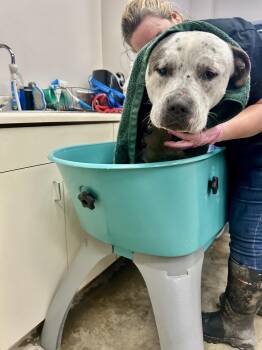 Rescue Black Labrador Retriever and Mastiff Dogs for Adoption in Beech Island, South Carolina - Silas | PetCurious