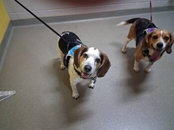 BANDIT JAMES -  Beagle Dog for Adoption in Colorado Springs, Colorado - BANDIT JAMES | PetCurious