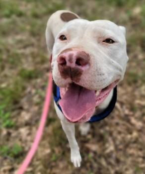 Ramona --Courtesy Post. Out of town pet. See below for details-- -  Pit Bull Terrier Dog for Adoption in Eagle, Idaho - Ramona --Courtesy Post. Out Of Town Pet. See Below For Details-- | PetCurious