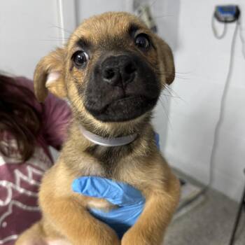 Devin -  Wirehaired Terrier and Shepherd Dog for Adoption in Hattiesburg, Mississippi - Devin | PetCurious