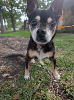 Chihuahua and Miniature Pinscher Dogs Available for Adoption in Bryan, Texas - Thunder | PetCurious
