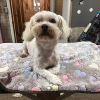 Lenny -  Mixed Breed Dog for Adoption in Denison, Iowa - Lenny | PetCurious