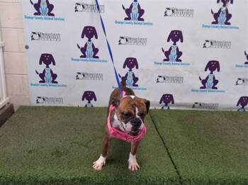 MOLLY -  American Bulldog Dog for Adoption in Orlando, Florida - MOLLY | PetCurious