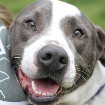 American Staffordshire Terrier Dogs Available for Adoption - Frosty | PetCurious