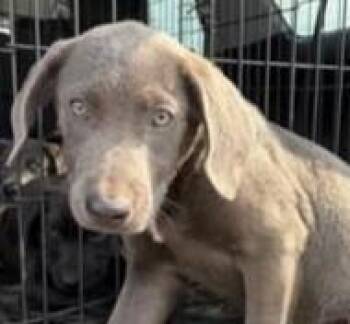 Vann -  Labrador Retriever and Mixed Breed Dog for Adoption in Kansas City, Missouri - Vann | PetCurious