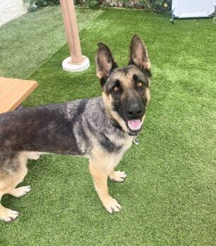 Batman -  Mixed Breed Dog for Adoption in Alexandria, Virginia - Batman | PetCurious