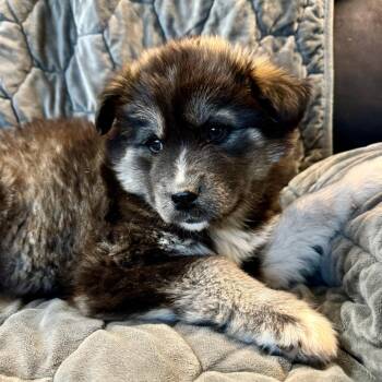 Husky Dogs Available for Adoption in Tuba City, Arizona - Natasha | PetCurious