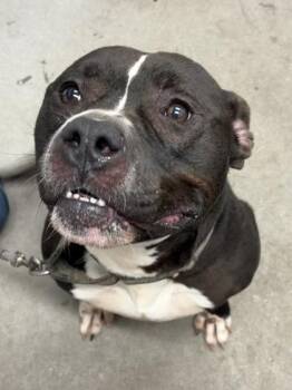Thunder -  Mixed Breed Dog for Adoption in West Chester, Pennsylvania - Thunder | PetCurious