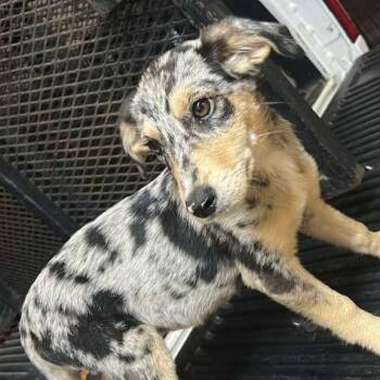 Captain Derp -  Mixed Breed Dog for Adoption in Gadsden, Alabama - Captain Derp | PetCurious