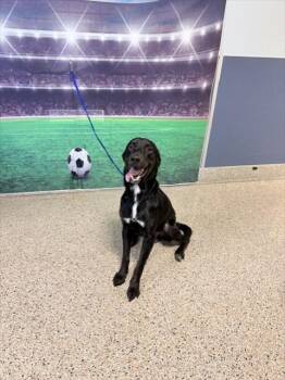 DANTE -  Labrador Retriever Dog for Adoption in Doral, Florida - DANTE | PetCurious