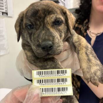 Jeremy -  Mixed Breed Dog for Adoption in Charleston, West Virginia - Jeremy | PetCurious