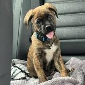 Mixed Breed Dogs Available for Adoption in Jeffersonville, Indiana - Pedro | PetCurious