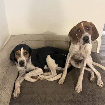 Amos -  Hound Dog for Adoption in Salt Lake City, Utah - Amos | PetCurious
