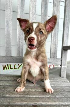 Willy -  Husky and Labrador Retriever Dog for Adoption in Council Bluffs, Iowa - Willy | PetCurious