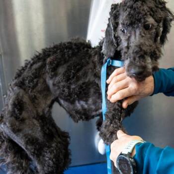 Golden Retriever and Poodle Dogs Available for Adoption in Galveston, Texas - Koda | PetCurious