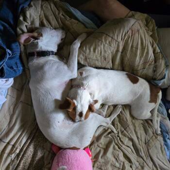 Jack Russell Terrier and Mixed Breed Dogs Available for Adoption - Dottie | PetCurious