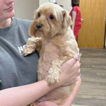 Tinkerbell -  Yorkshire Terrier Dog for Adoption in Wichita, Kansas - Tinkerbell | PetCurious