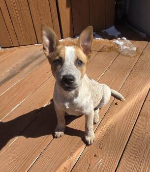 LINK -  Australian Cattle Dog Blue Heeler Dog for Adoption in Broomfield, Colorado - LINK | PetCurious