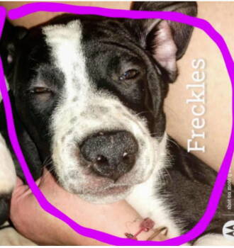 Rescue Boxer and Staffordshire Bull Terrier Dogs for Adoption in Battle Ground, Washington - FRECKLES | PetCurious