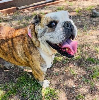 American Bulldog Dogs Available for Adoption in Los Angeles, California - Melon | PetCurious