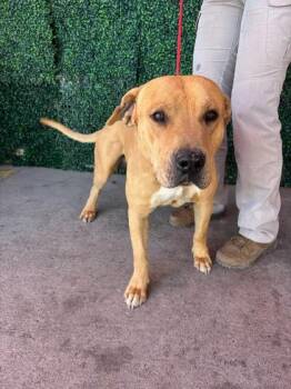 Pit Bull Terrier and Mixed Breed Dogs Available for Adoption in El Paso, Texas - 60901092 | PetCurious
